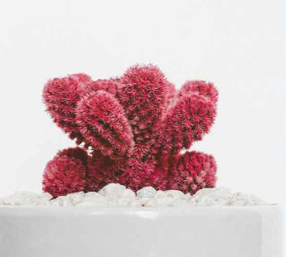 自动攻击网站工具下载