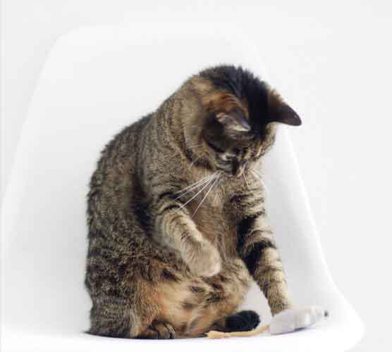 官方正版授权软件的网页攻击平台